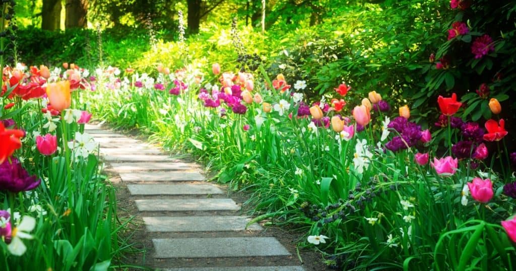 Path with grass and flowers on the side